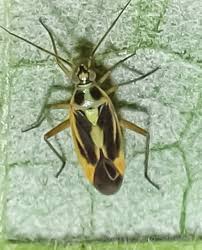 Attēlu rezultāti vaicājumam “Stenotus binotatus”