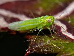 Attēlu rezultāti vaicājumam “Empoasca sp.”