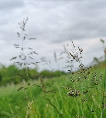 Attēlu rezultāti vaicājumam “Poa trivialis flower”