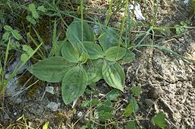 Attēlu rezultāti vaicājumam “Plantago media leaf”