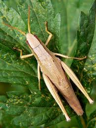 Attēlu rezultāti vaicājumam “Chrysochraon dispar”
