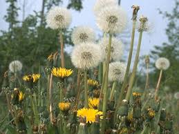 Attēlu rezultāti vaicājumam “Taraxacum officinale aggr. fruit”