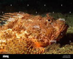 Image result for Scorpaena scrofa