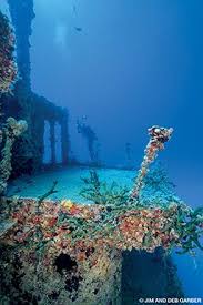 Image result for Looe Diving Club