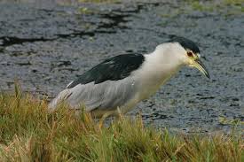Attēlu rezultāti vaicājumam “Nycticorax nycticorax adult”