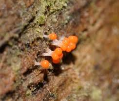 Attēlu rezultāti vaicājumam “Hemitrichia decipiens”