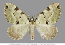 Attēlu rezultāti vaicājumam “Colostygia pectinataria male”