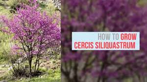 Attēlu rezultāti vaicājumam “Cercis siliquastrum”