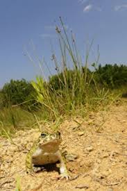 Attēlu rezultāti vaicājumam “Pseudepidalea viridis adult”