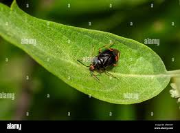 Attēlu rezultāti vaicājumam “Deraeocoris ruber imago”