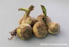 Attēlu rezultāti vaicājumam “Sagittaria sagittifolia fruit”