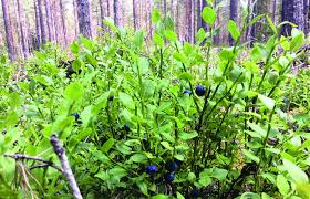 Attēlu rezultāti vaicājumam “Vaccinium myrtillus”