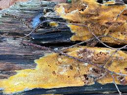 Attēlu rezultāti vaicājumam “Ceriporia”