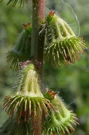 Attēlu rezultāti vaicājumam “Agrimonia eupatoria fruit”