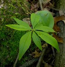 Attēlu rezultāti vaicājumam “Trientalis europaea leaf”