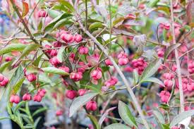 Attēlu rezultāti vaicājumam “Euonymus europaeus”