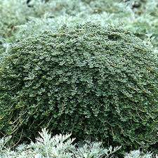 Attēlu rezultāti vaicājumam “Thymus serpyllum leaf”