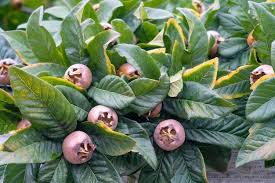 Attēlu rezultāti vaicājumam “Mespilus germanica fruit”