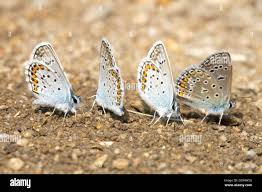 Attēlu rezultāti vaicājumam “Plebejus argyrognomon”