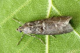 Attēlu rezultāti vaicājumam “Ortholepis betulae”