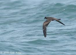 Image result for Oceanodroma monorhis
