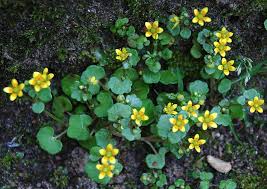 Attēlu rezultāti vaicājumam “Saxifraga cymbalaria flower”