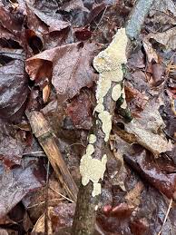 Attēlu rezultāti vaicājumam “Corticium roseum”