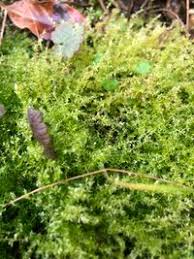 Attēlu rezultāti vaicājumam “Eurhynchium hians”