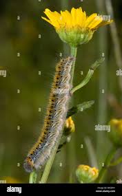 Attēlu rezultāti vaicājumam “Lasiocampa trifolii male”