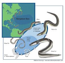 Image result for Anguilla rostrata