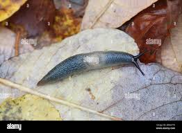 Attēlu rezultāti vaicājumam “Krynickillus melanocephalus”