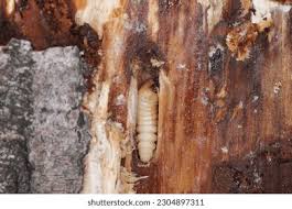 Attēlu rezultāti vaicājumam “Cerambycidae larva”