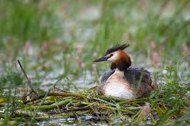 Attēlu rezultāti vaicājumam “Podiceps cristatus nest”