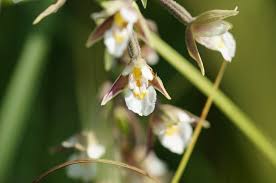 Attēlu rezultāti vaicājumam “Epipactis palustris bud”