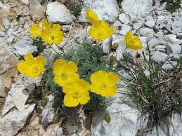 Image result for Alpenmohn