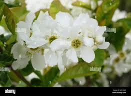 Attēlu rezultāti vaicājumam “Exochorda giraldii var. wilsonii”