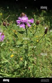 Attēlu rezultāti vaicājumam “Centaurea phrygia”