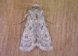 Attēlu rezultāti vaicājumam “Agrotis ripae larva”