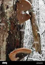 Attēlu rezultāti vaicājumam “Phellinus alni”