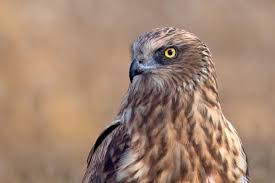 Attēlu rezultāti vaicājumam “Circus aeruginosus”