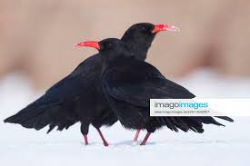 Image result for Pyrrhocorax pyrrhocorax
