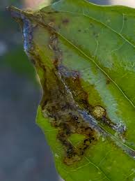 Attēlu rezultāti vaicājumam “Phytomyza minuscula”