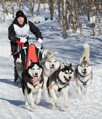Image result for Team Ice Fire British Sled Dog Racing Team