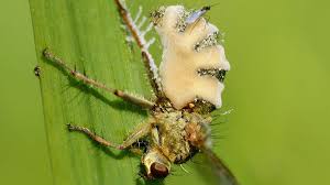 Attēlu rezultāti vaicājumam “Diachea muscorum spores”