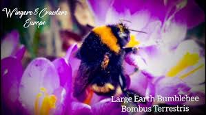 Attēlu rezultāti vaicājumam “Bombus terrestris”
