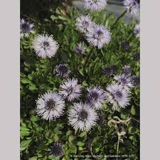 Attēlu rezultāti vaicājumam “Carex globularis flower”