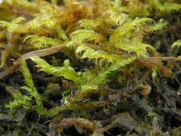 Attēlu rezultāti vaicājumam “Warnstorfia fluitans”