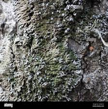 Attēlu rezultāti vaicājumam “Physconia distorta”