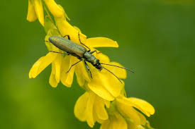 Attēlu rezultāti vaicājumam “Chrysanthia viridissima”