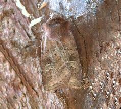 Attēlu rezultāti vaicājumam “Diarsia florida”